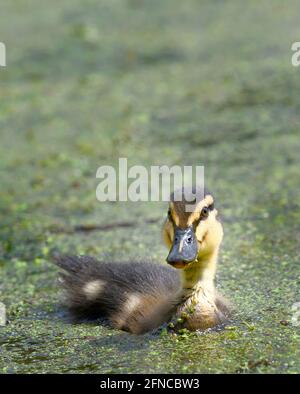 Un giovane Mallard (Anas platyrhynchos) conosciuto anche come un anatra selvatico che nuota tra le alghe. Questo anatroccolo ha solo pochi giorni Foto Stock