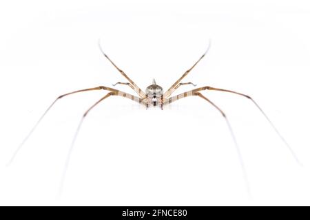 Immagine di due ragni a coda (Hersilia sp.) isolati su sfondo bianco. Animale. Insetto. Foto Stock