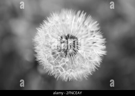 Testa di dente di leone monocromatica in seme Foto Stock