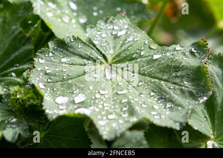 Gocce di pioggia su una grande foglia piatta Foto Stock