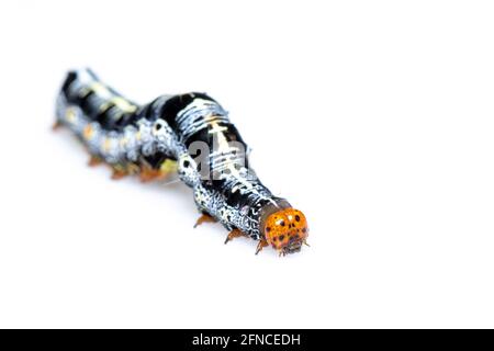 Immagine di caterpillar di Moth isolato su sfondo bianco. Animale. Insetto. Foto Stock