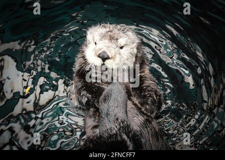 Lontra di mare in posa in acqua Foto Stock