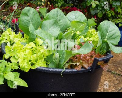 Grande contenitore piantato con cavolo 'Dutchman', lattuga rossa e verde 'Lollo Rosso', e cipolle di primavera 'White Lisbona' a metà maggio Foto Stock