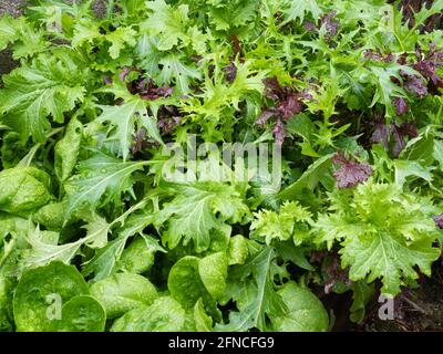 Foglie mature miste di spinaci, razzi, mizuna, pak choi e senape che crescono in un piccolo letto rialzato per 'tagliare e tornare' insalata di ritaglio Foto Stock