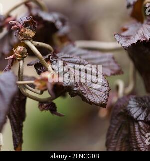 Primo piano del fogliame rosso scuro di Corylus avellana 'Red Majestic' Twisted Rosso Hazel Foto Stock