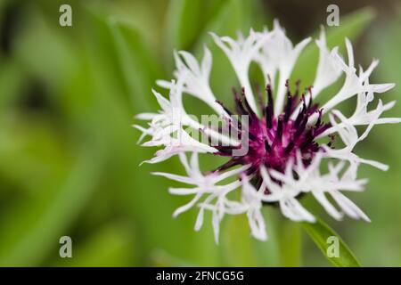 Primo piano di Perennial Mountain Cornflower / Centaurea Montana, 'cuore viola' Foto Stock