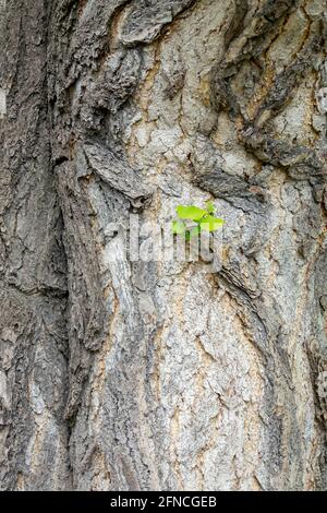 Corteccia di Ginkgo biloba con foglia Foto Stock