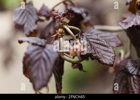 Primo piano del fogliame rosso scuro di Corylus avellana 'Red Majestic' Twisted Rosso Hazel Foto Stock