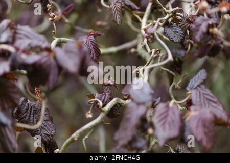 Primo piano del fogliame rosso scuro di Corylus avellana 'Red Majestic' Twisted Rosso Hazel Foto Stock