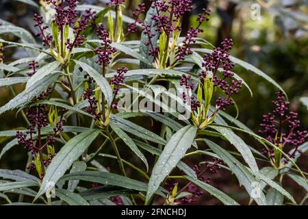 Primo piano della rara Aucuba japonica February Star in flower in primavera Foto Stock