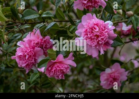 Gruppo di Camellia williamsii rosa pallido e bianco bicolore Ballet Queen in primavera Foto Stock