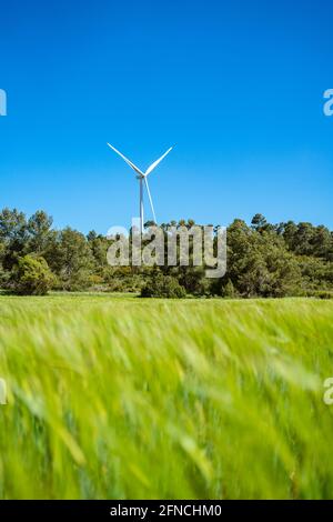 La turbina eolica si distingue su un campo di orzo verde Foto Stock