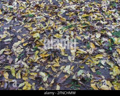 foglie bagnate cadenti giacciono a terra - sfondo autunno Foto Stock