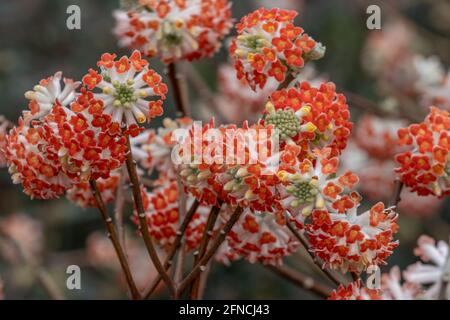 Grappolo di rosso pallido o arancio Edgeworthia crisantha Red Dragon fiori in primavera Foto Stock