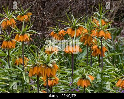 Gruppo di Fritillaria imperialis primi picchi di fiori da sogno in primavera Foto Stock