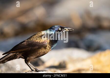 Grackle comune, (Quiscalus quiscula), uccello adulto Foto Stock