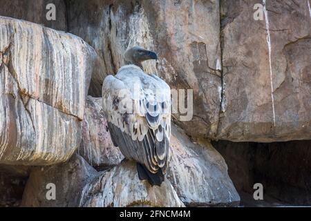 Capo Vulture nel centro di riabilitazione Vulpro, Sudafrica; specie Gyps coprotheres famiglia di Accipitridae Foto Stock