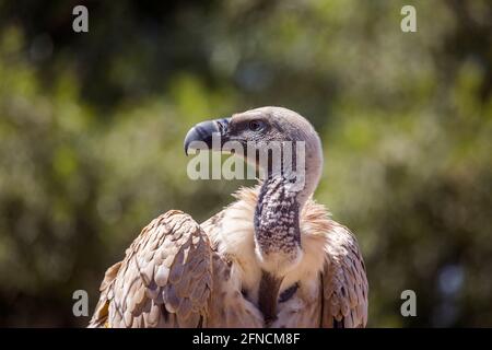 Ritratto di Capo avvoltoio nel centro di riabilitazione di Vulpro, Sudafrica; specie Gyps coprotheres famiglia di Accipitridae Foto Stock