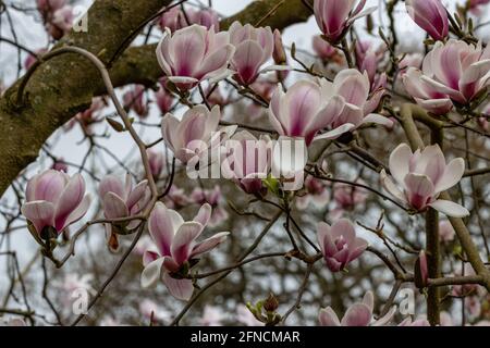 Grande Magnolia rosa pallido Lips calde fiori in primavera Foto Stock