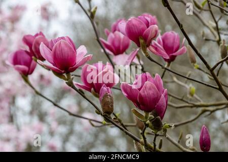 Gruppo di fiori rossi di Magnolia rosa rossastro in primavera Foto Stock