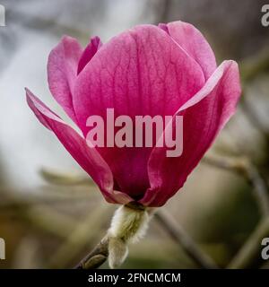 Primo piano di Magnolia iANS Red rosa pallido rossastro molla Foto Stock