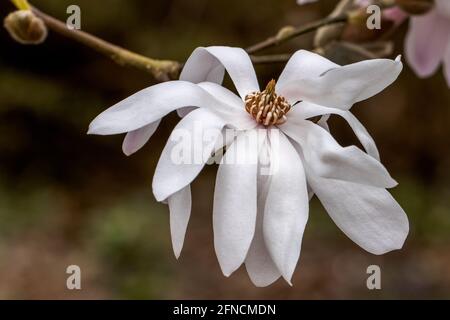 Primo piano di Magnolia lobeneri Lesley Jane fiore dentro molla Foto Stock