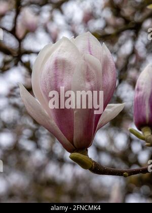 Primo piano di un singolo fiore di magnolia soulangeana in primavera Foto Stock