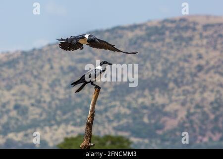 African Pied Crow appollaiato distese ali nel centro di riabilitazione Vulpro, Sudafrica; specie Corvus albus famiglia di corvidae Foto Stock