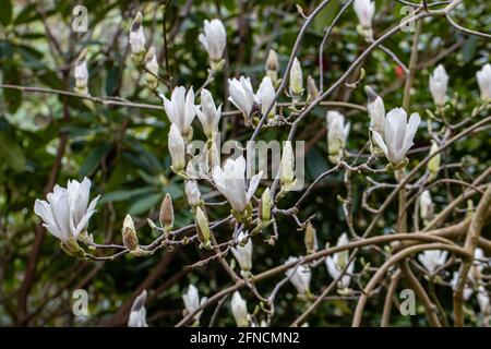 Gruppo di fiori bianchi Magnolia soulangeana Alba in primavera Foto Stock