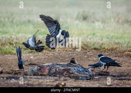 Cavolo africano e piccione di roccia nella carcassa nel centro di riabilitazione Vulpro, Sudafrica Foto Stock