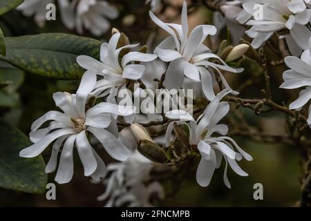 Grappolo di fiori di magnolia stellata a forma di stella in primavera Foto Stock