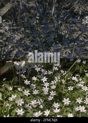 Anemonoides nemorosa, l'anemone di legno con luce naturale normale e luce ultravioletta riflessa 360nm in boschi antichi Foto Stock