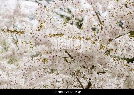 Grande massa di Prunus rosa pallido la sposa fiori in molla Foto Stock