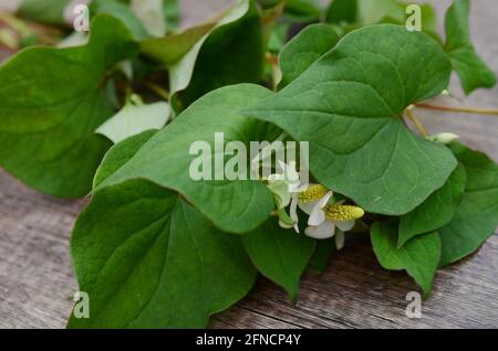 Foglie di Houttuynia cordata. Verdure ed erbe Foto Stock