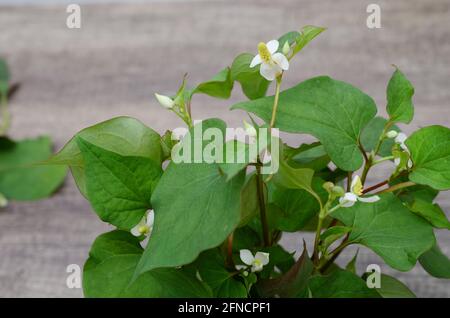 Houttuynia cordata Thunb erbe e verdure Foto Stock