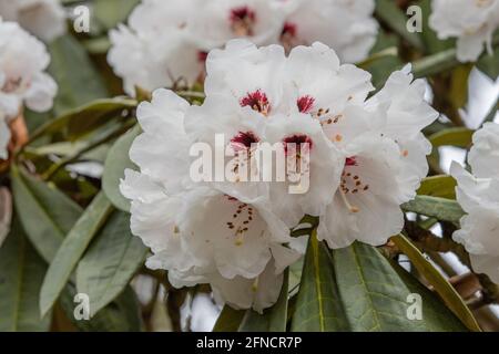 Primo piano di Rhododendron bianco arboreum calophytum fiore in primavera Foto Stock