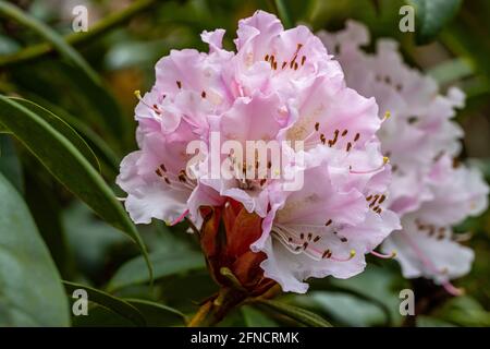 Singolo Rhododendron rosa pallido Natale Cheer fiore in primavera Foto Stock