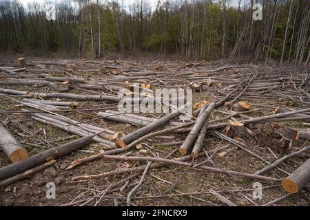 Vista angosciante di boschi e habitat abbattuti, tuttavia è pollared per la ricrescita e la manutenzione forestale, si aprirà piano per Bluebells Foto Stock