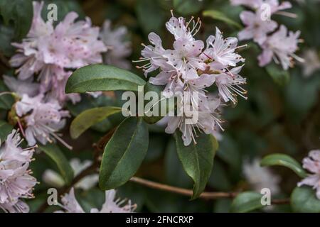 Primo piano di fiori rosa pallido rodendron racemosum in primavera Foto Stock