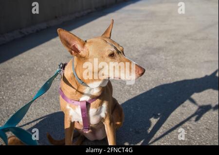 Cane da caccia della razza Podenco seduto al sole. Animale Foto Stock