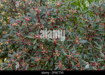 Tasmannia lanceolata arbusto di spezie rosse in fiore in primavera Foto Stock