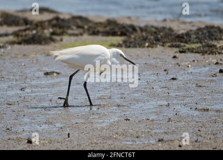 Garzetta (Egretta garzetta) foraging su una riva fangosa una bassa marea Foto Stock