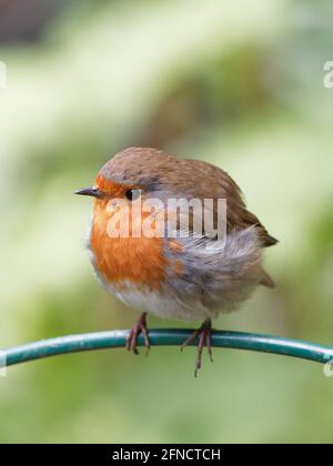 Un rubinatore (Erithacus rubbecula) appollaiato su un alimentatore a Fairburn Ings, una riserva naturale RSPB a Leeds, West Yorkshire Foto Stock