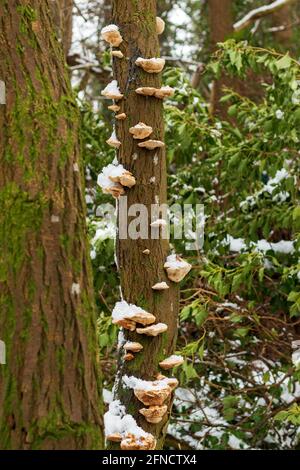 Cerioporus squamosus aka Polyporus squamosus è un fungo della staffa e. Conosciuta come la sadlla di Dryad o la schiena di fagiano - visualizzata su Un albero coperto di neve Regno Unito Foto Stock