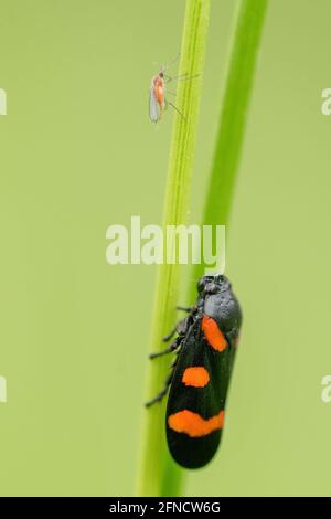 Macro shot di Froghopper (specie Cercopidae) e zanzara appollaiati su trefolo di erba. Isolato su sfondo verde chiaro. Profondità di campo poco profonda Foto Stock