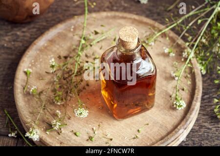 Una bottiglia di tintura di erbe fatta in casa con il portamonete fresco del pastore pianta Foto Stock