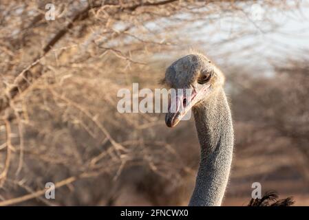 Ostrich Close up ritratto, vicino la testa di struzzo (Struthio camelus) Foto Stock