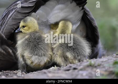 Canada Oca (Branta canadensis) goslings snuggled sotto le feathers di coda di primo piano del genitore in primavera nel Regno Unito Foto Stock