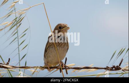 Sparrow Passer italiae (nome scientifico) appollaiato su un ramo in habitat naturale Foto Stock