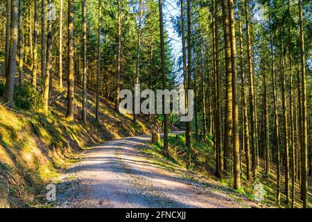 Germania, percorso escursionistico curvo attraverso la regione naturale tedesca schwarzwald in calda luce del pomeriggio Foto Stock